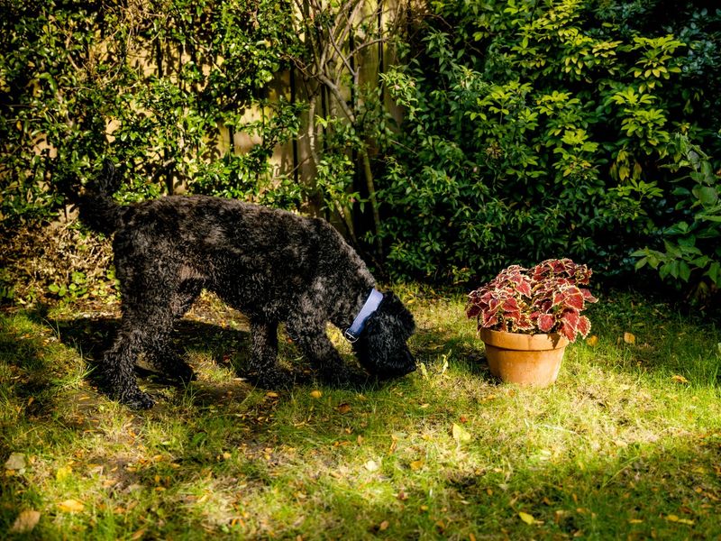 Why your dog eats grass and what to do about it | Dogs Trust